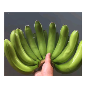 Dulce Cavendish Vietnamita Cavendish La mejor opción Cavendish Bananas: pura bondad de 99 DATOS DE ORO - Product Image 5