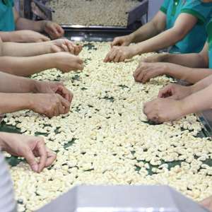 Nueces de Anacardo de Primera Calidad, Producto Nuevo - Product Image 1