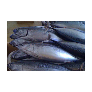 Fragata congelada Premium, suministro a granel de atún, venta al por mayor, precio asequible - Product Image 6