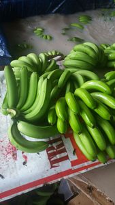 Banane fraîche du Vietnam Cavendish Banane Premium Export Vente en gros Approvisionnement en vrac pour Smoothies Jus Salade de fruits Dessert Vente au détail - Product Image 6