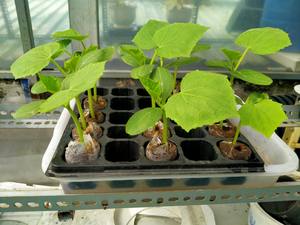 Coco Peat Specification Coco Peat <b>Hydroponics</b> Tree <b>Seeds</b> Includes <b>Seed</b> Pot Peat Soil Origin in Vietnam - Product Image 5