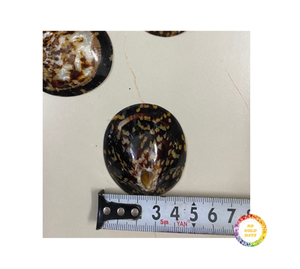 เปลือกหอยลิมเพ็ตตกแต่งเครื่องประดับทำด้วยมือเป็นมิตรต่อสิ่งแวดล้อมธรรมชาติขายส่งจากเวียดนาม - Product Image 6