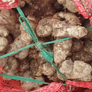 Bulk <b>fresh</b> <b>ginger</b> from Vietnam Vietnamese agricultural products supplier Bao Tram Anh Company - Product Image 6
