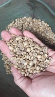 MEILLEURE QUALITÉ VIETNAM ROBUSTA COFFEE BEANS NOUVELLE CULTURE VENTE CHAUDE GRAINES VERTES RAISONNABLES PRÊT POUR L'EXPORTATION MS SAM WA 84 971827680