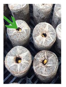 Granulés de tourbe de coco en fibre de coco naturelle - Product Image 4