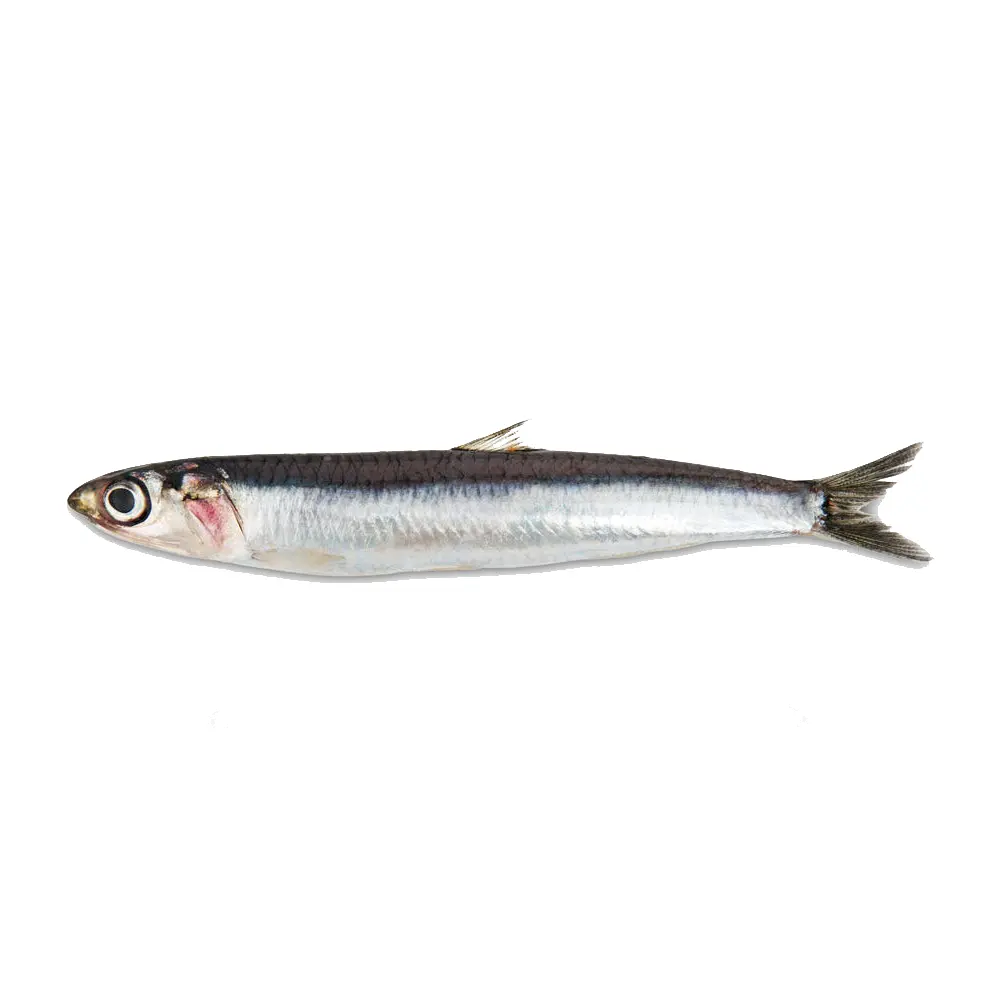 Wholesale High Quality Best Price Grey Dried Anchovy Without Steam 5-7cm Small Fish Anchovy With Head Seafood
