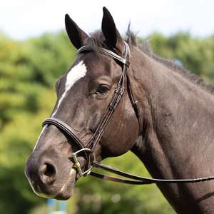 Cheval marron bride fantaisie cousue carrée surélevée rembourrée pour le chasseur équestre rênes assorties pour le confort du cavalier - Product Image 1