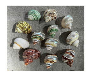 เปลือกหอยเป๋าฮื้อลาขัดเงาสีขาวขนาดใหญ่สำหรับตกแต่งงานศิลปะ - Product Image 3