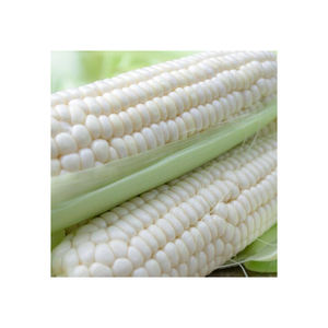 Acheter du maïs blanc en grande quantité de stock frais à bas prix - Product Image 3