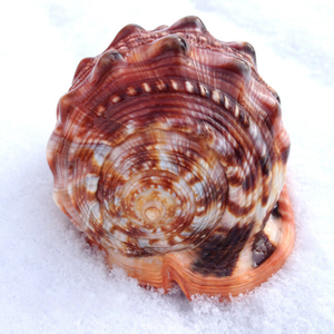 En savoir plus sur la remarquable coquille de Rufa de Chypre: le joyau de la couronne des trésors marins connu pour sa forme étonnante - Product Image 2