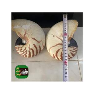 NAUTILUS CONCHA DE MAR ARTESANÍA AL POR MAYOR CONCHA DECORATIVA NATURAL ACENTOS ÚNICOS PARA EL HOGAR ACCESORIO PARA JOYERÍA Y ARTE VIETNAM - Product Image 2