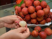 Fruits de litchi frais du Vietnam de haute qualité pour l'exportation - Prix compétitif // M. Alex Truong