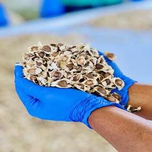 Graines de moringa biologiques de haute qualité provenant de fermes propres sans produits chimiques, idéales pour les utilisations à base de plantes et la germination - Product Image 6