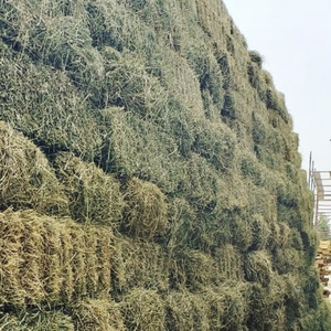 Exportadores de calidad Alfafa Hay Ganado y caballo Alfafa Hay a la venta Precio muy razonable Fabricación - Product Image 3