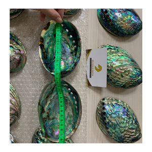 Conchas de abulón de Vietnam para exhibiciones creativas Conchas de abulón ideales para conceptos costeros y marinos - Product Image 3