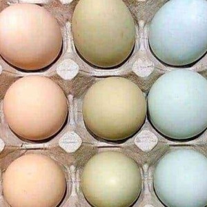 Huevos de Gallina Frescos Orgánicos, Marrones y Blancos - Product Image 1