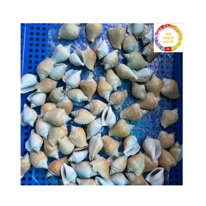 Conchas Strombidae naturales de gran cantidad para decoración de envases de regalo y uso artístico de Vietnam - Product Image 3