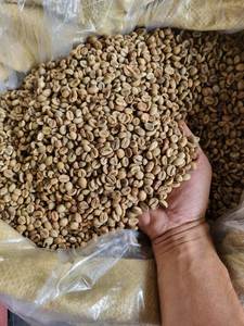 2025 New Crop Premium Vietnamese Robusta Green <b>Coffee</b> <b>Beans</b> 98% Maturity Honey Process Direct From Vietnam / ANNA DO VILACONIC - Product Image 6