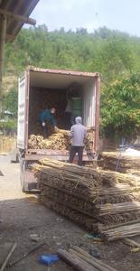 Los mejores postes de bambú son ideales para construcción sostenible, jardinería y proyectos creativos de 99 GOLD DATA - Product Image 4