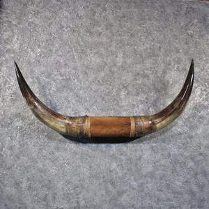 Paires de cornes de taureau polies, cornes de bœuf Longhorn, montées, nautiques, faites à la main, de haute qualité, pour décoration murale, décoration intérieure, agate - Product Image 3