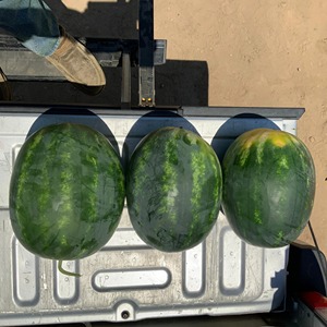 Fresh Creamson Sandía Jugosa Y Deliciosa Fresca Creamson Sandía Disponible A Granel Para Envío Rápido - Product Image 6