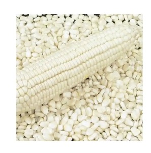 เมล็ดข้าวโพดสีขาวและสีเหลืองสดใหม่สำหรับขาย จำหน่ายส่งจำนวนมาก พร้อมจัดส่งออกนอกประเทศทั่วโลก - Product Image 2