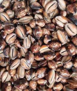 Conchas de cauri secas y pulidas de Vietnam, pequeñas conchas blancas naturales, limpias y vacías, adecuadas para la exportación global - Product Image 6