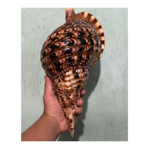 Concha marina de Vietnam océano natural gran tritón trompeta conchas marinas para la venta conchas marinas vacías limpias pulidas concha marina - Product Image 1