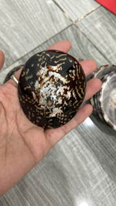 เปลือกหอยธรรมชาติสำหรับงานตกแต่งทำมือ พื้นผิวเรียบเนียน โครงสร้างแข็งแรง มีจำหน่ายสำหรับการสั่งซื้อจำนวนมาก - Product Image 4