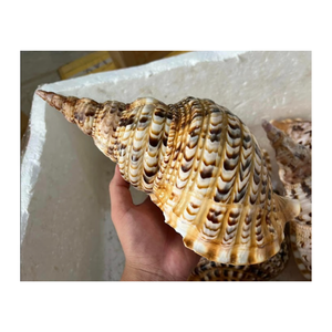 Las conchas Triton / Conch aumentan sus ganancias con nuestra diversa gama de conchas marinas Triton y Conch Shells - Product Image 5