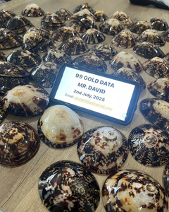 Les coquilles de la patelle appartiennent à la grande famille des coquilles de Patellidae qui sont toutes végétariennes - Product Image 3