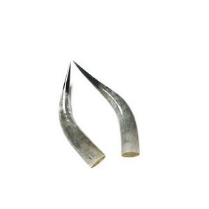 Paire de corne de buffle faite à la main élégante non polie pas cher prix paire de buffle corne meilleure qualité 100% corne de buffle naturelle - Product Image 3