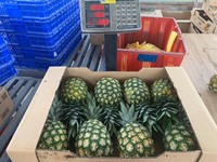Bron Verse Ananas Voor Verkoop Oorsprong Vietnam Fruit Exporteur Verse Pijnboomappels Voor Export