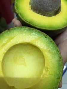 Variedades de Aguacate Fesh-Aguacate fresco/Aguacate Hass de alta calidad Fruta tropical fresca a precio competitivo Directamente de La Granja - Product Image 4