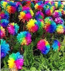 Semi di 100 importati Himalayan arcobaleno fiore cimitero terriccio in vaso