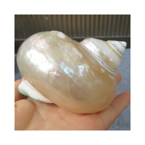 Concha de concha grande hermosa y natural a precio barato, concha de estrella de mar natural Pearle pulida de Coral para exportar desde Vietnam - Product Image 2