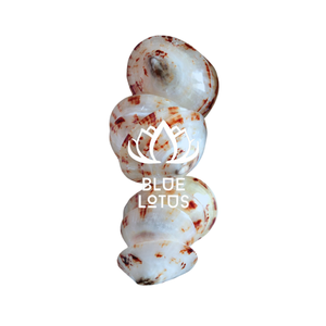 El Mejor Producto, conchas de Lapa, conchas de mar hechas a mano para mujeres embarazadas, bebés lactantes, LOTO AZUL de Vietnam - Product Image 1