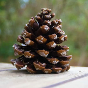 เครื่องประดับ Pinecone เพิ่มรูปลักษณ์ที่ดูเป็นธรรมชาติแบบชนบทที่สมบูรณ์แบบสำหรับโครงการงานฝีมือคริสต์มาสพวงมาลาวันหยุดและการแสดงตามฤดูกาลที่มีสไตล์ - Product Image 1