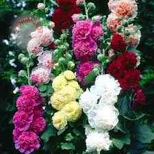100 Seeds, Rare Marshmallow Flower, Rosacea Flower, Potted Soil Gift