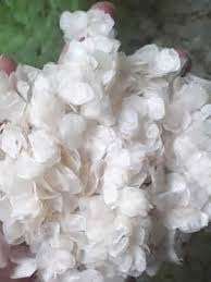 ÉCHELLES DE POISSON NATURELLES SÉCHÉES POUR SOURCE DE COLLAGÈNE - Product Image 3