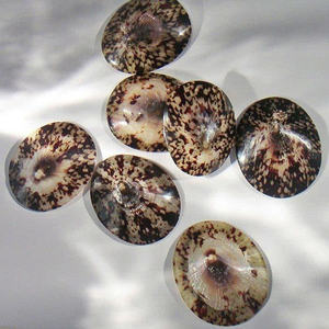 Conchas de Limpet únicas hechas a mano creadas a partir de tesoros oceánicos para colección de arte sostenible y auténtico - Product Image 6