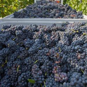 องุ่นดำรอยัลเกรดพรีเมียมสำหรับส่งออกขายส่ง ฤดูใบไม้ร่วง ขนาดใหญ่ ไม่มีเมล็ด เกรด 1 สำหรับส่งออกจำนวนมาก - Product Image 6