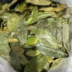 Bulk Wholesale Dried Soursop and Graviola Leaves Annona Muricata Natural Tea Material - Product Image 1