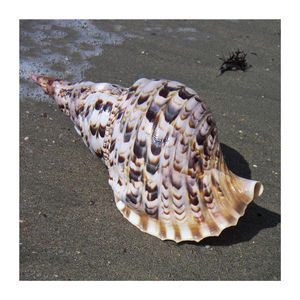 Coquille de trompette de grande taille Coquillage de conque authentique idéal pour la décoration d'aquarium et la décoration inspirée de l'océan - Product Image 1