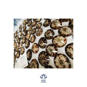 Coquillages naturels vietnamiens pour bébés allaités, artisanat en coquillages de limpets pour soutien-gorge. Contactez-nous au +84 767 550 132 pour obtenir le meilleur prix. - Product Image 1