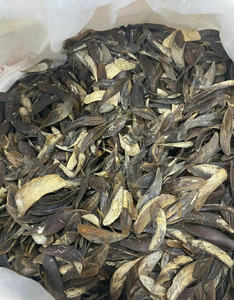 Venta caliente Blue Lotus 2025 Murex Sea Shell Operculum Material tradicional conocido por equilibrio de bienestar y remedios holísticos - Product Image 4