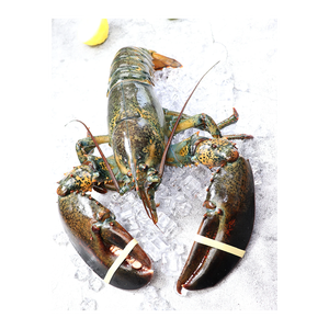 Langosta entera cruda de alta calidad, preparada para venta al por mayor con el cuidado necesario. - Product Image 3