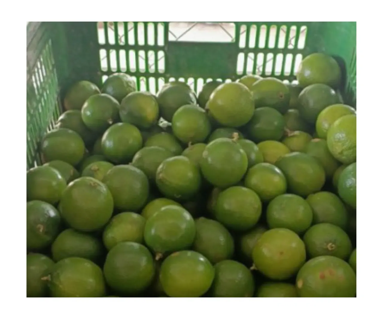 יבול חדש ליים טרי 100% בגרות טעם טבעי באיכות גבוהה פרי טרי ליים הדרים מווייטנאם