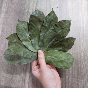 Hojas de Guanábana Secas Naturales - Hojas de Guanábana Secas Orgánicas Naturales - Hojas de Guanábana de Montaña Secas - Hojas de Annona Muricata Secas - Product Image 5