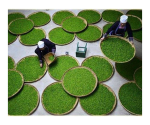Moringa Leaf Powder High Quality Bulk Dried Moringa Leaves Wholesale Price for Tea and Extract - Product Image 1